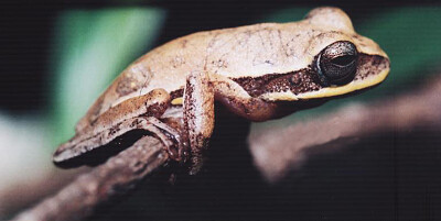 Hypsiboas ericae