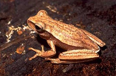 Hypsiboas guentheri