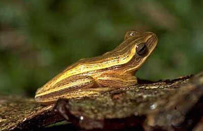 Hypsiboas leptolineatus