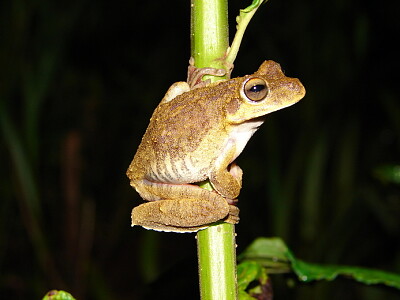 Hypsiboas lundii