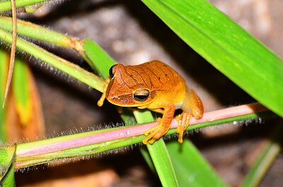 Hypsiboas paranaiba