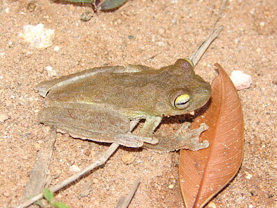 Hypsiboas pardalis