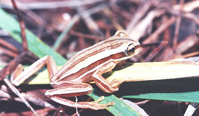 Hypsiboas polytaenis