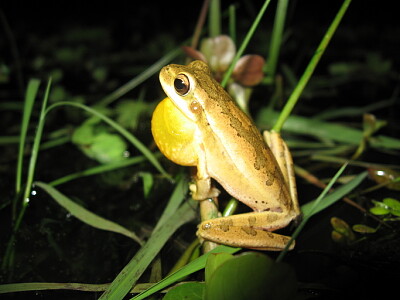 Hypsiboas pulchellus