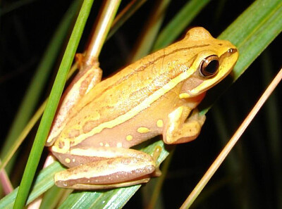 Hypsiboas semiguttaris