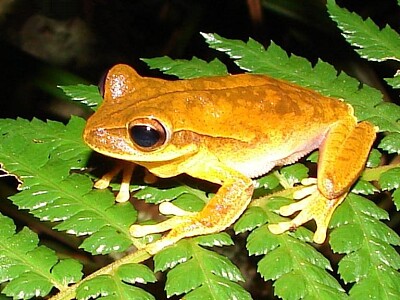 Hypsiboas bischoffi