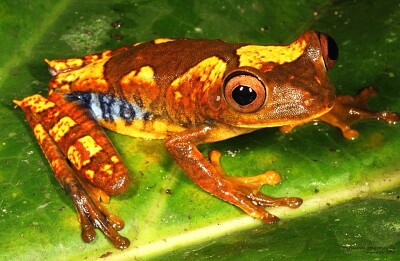 Hypsiboas geographicus jigsaw puzzle