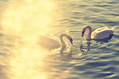 פאזל של love swan