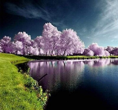 Lago e cerejeiras
