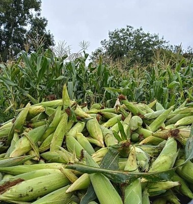 Hermosos elotes