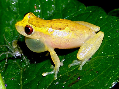 Dendropsophus decipiens