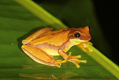 Dendropsophus ebraccatus