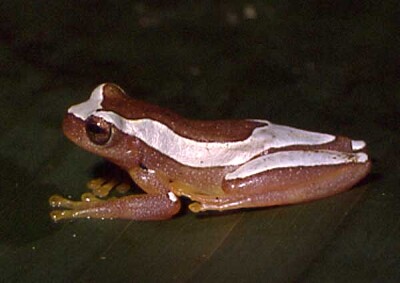 Dendropsophus elegans