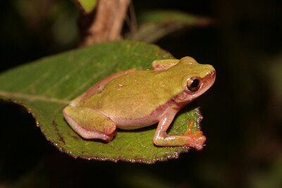 Dendropsophus elianeae