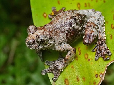 Dendropsophus  marmuratus