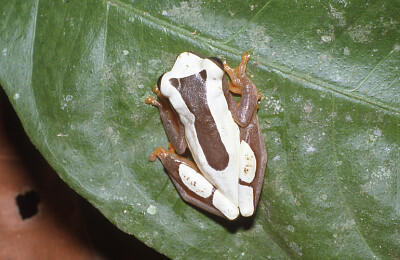 Dendropsophus leucophyllatus