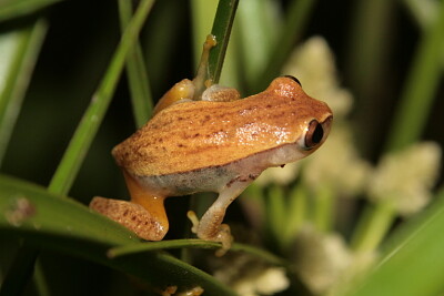 Dendropsophus nanus