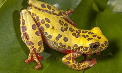 Dendropsophus reticulatos