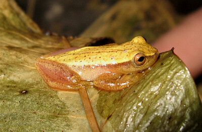 Dendropsophus sanborni