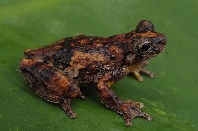 Dendropsophus seniculus