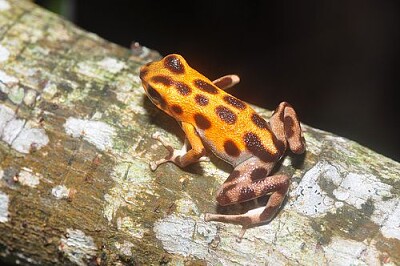 Dendropsophus  walfordi jigsaw puzzle