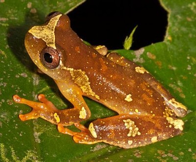 פאזל של Dendropsophus sarayacuensis