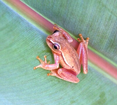 Dendropsophus microcephalus