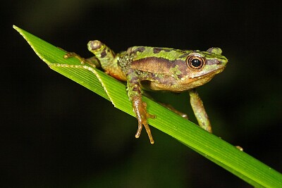 פאזל של Atelopus palmatus