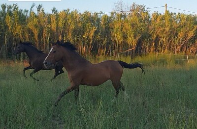 Cheval jigsaw puzzle