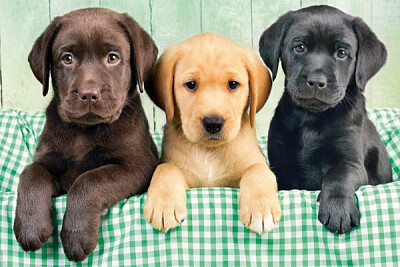 118.- CACHORROS jigsaw puzzle