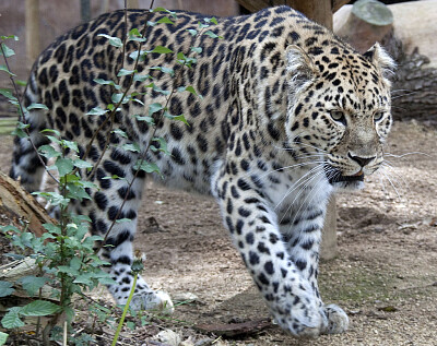 Leopardo dell  'amur
