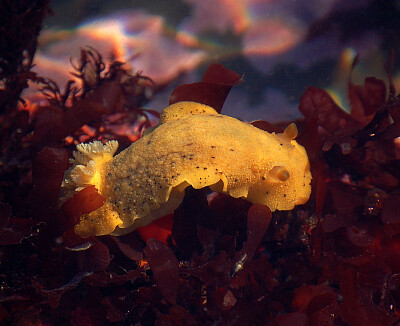 Anisodoris nobilis jigsaw puzzle