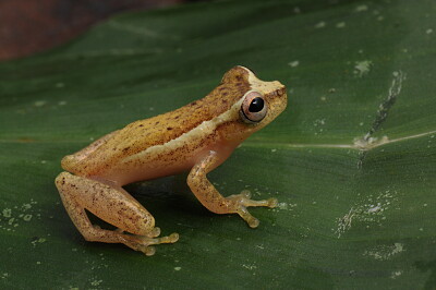 Dendropsophus haddidi jigsaw puzzle