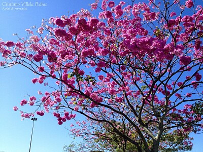 Ipê Roxo