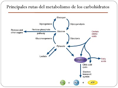 Rutas metabólicas carbohidratos