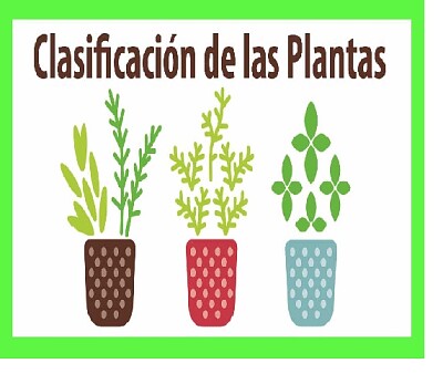 LAS PLANTAS