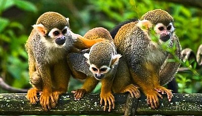 MONITOS EN LA SELVA