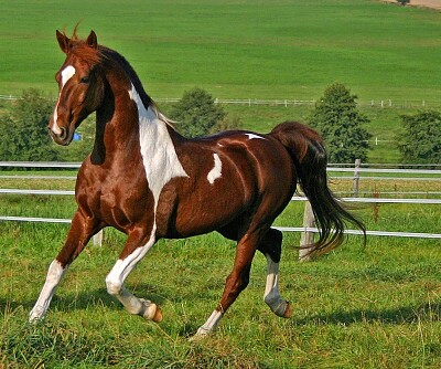 CABALLO PINTO