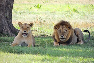 PAREJA DE LEONES