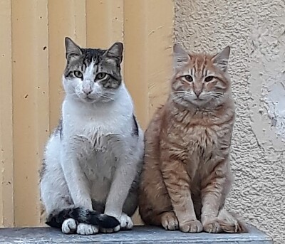 Two of the many street cats in my neighborhood