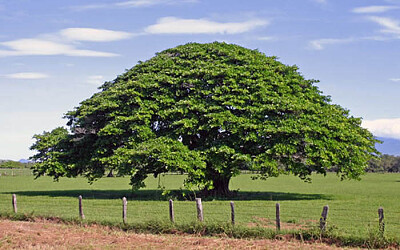 ARBOL DE CEIBA