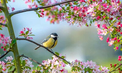 Birds, buds and bright days