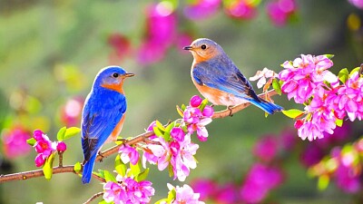 פאזל של Spring Birds