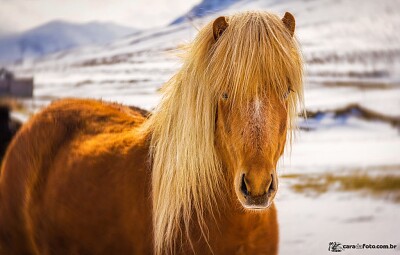 Cavalo Islandes