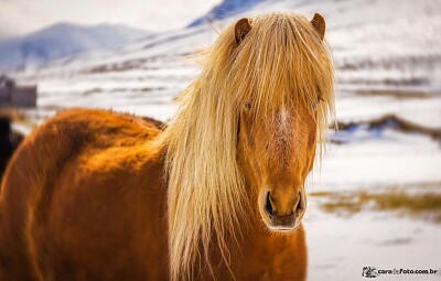 פאזל של Cavalo Islandes