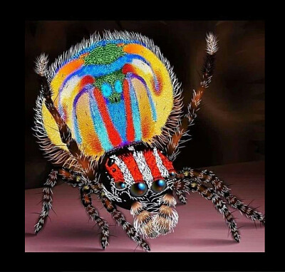 araña jigsaw puzzle