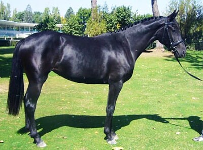 Hanoveriano