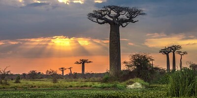 פאזל של Avenue_of_the_Baobabs_11