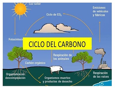 פאזל של ciclo del carbono