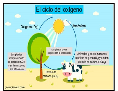ciclo del oxigeno